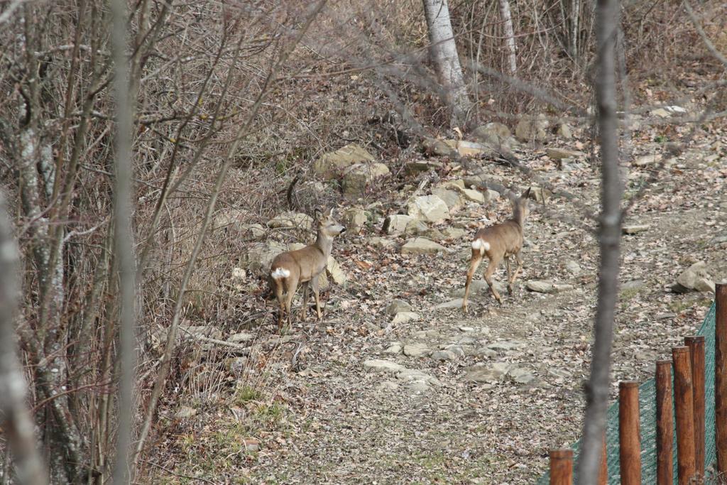 Ospitalita' Rurale Casa Cani بيرسيتو المظهر الخارجي الصورة